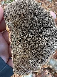 Attēlu rezultāti vaicājumam “Daedaleopsis confragosa”