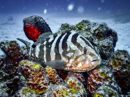 Image result for Epinephelus guttatus