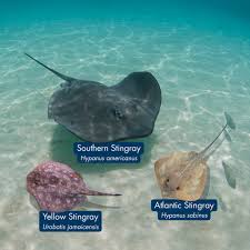 Image result for Hypanus say