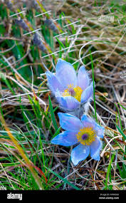 Attēlu rezultāti vaicājumam “Pulsatilla pratensis flower”