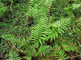 Attēlu rezultāti vaicājumam “Thelypteris palustris”