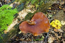 Attēlu rezultāti vaicājumam “Polyporus badius”