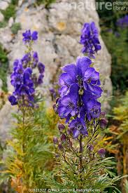 Image result for Aconitum napellus