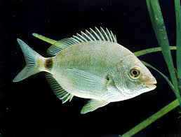 Image result for Diplodus