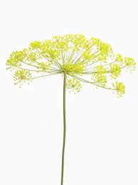 Attēlu rezultāti vaicājumam “Anethum graveolens”