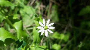 Attēlu rezultāti vaicājumam “Myosoton aquaticum flower”