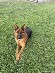 「アレックス・シェパード」の画像検索結果