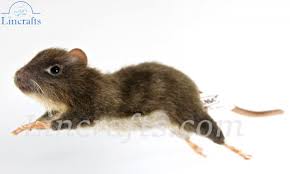 Attēlu rezultāti vaicājumam “Muridae”