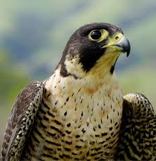 Image result for Fylde Mountaineering Club