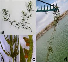 Attēlu rezultāti vaicājumam “Chara globularis”