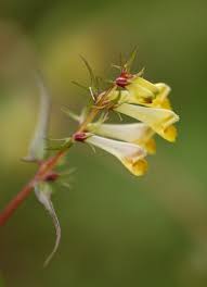 Attēlu rezultāti vaicājumam “Melampyrum pratense leaf”