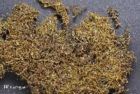 Attēlu rezultāti vaicājumam “Odontoschisma sphagni”