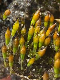 Attēlu rezultāti vaicājumam “Gymnostomum aeruginosum”