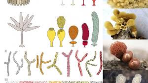 Attēlu rezultāti vaicājumam “Arcyria major”