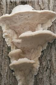 Attēlu rezultāti vaicājumam “Aurantiporus fissilis”