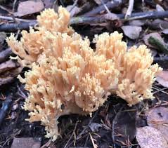 Attēlu rezultāti vaicājumam “Ramaria formosa”