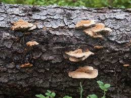 Attēlu rezultāti vaicājumam “Inonotus leporinus”