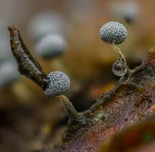 Attēlu rezultāti vaicājumam “Physarum penetrale”