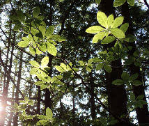 Attēlu rezultāti vaicājumam “Menziesia ferruginea”