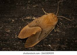 Attēlu rezultāti vaicājumam “Lasiocampa quercus imago”