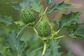 Attēlu rezultāti vaicājumam “Datura stramonium fruit”