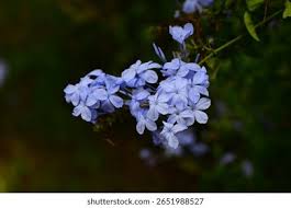 Attēlu rezultāti vaicājumam “Plumbaginaceae”