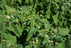 Attēlu rezultāti vaicājumam “Galinsoga quadriradiata leaf”