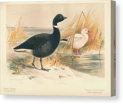 Attēlu rezultāti vaicājumam “Branta bernicla”