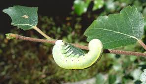 Attēlu rezultāti vaicājumam “Cimbex femoratus larva”