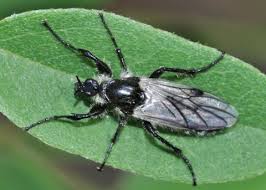Attēlu rezultāti vaicājumam “Bibionidae female”