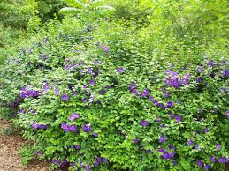 Attēlu rezultāti vaicājumam “Trichia erecta”