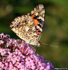 Attēlu rezultāti vaicājumam “Vanessa cardui underside”