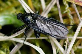 Attēlu rezultāti vaicājumam “Empididae”