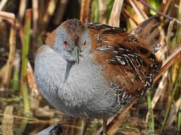 Image result for Porzana pusilla