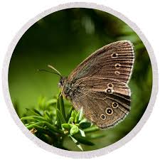 Attēlu rezultāti vaicājumam “Aphantopus hyperantus underside”