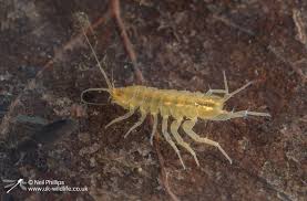 Attēlu rezultāti vaicājumam “Asellus aquaticus”