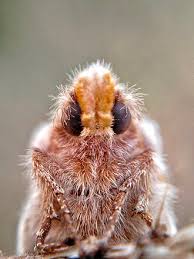 Attēlu rezultāti vaicājumam “Euthrix potatoria larva”