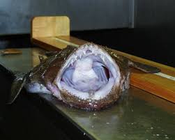 Image result for Lophius americanus