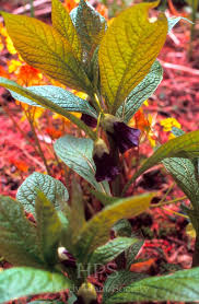 Attēlu rezultāti vaicājumam “Scopolia carniolica flower”