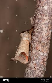 Attēlu rezultāti vaicājumam “Clostera curtula”