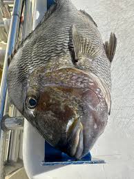 Image result for Calamus nodosus