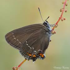 Attēlu rezultāti vaicājumam “Satyrium ilicis underside”