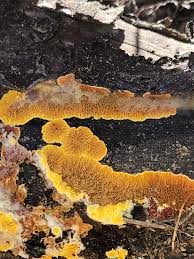 Attēlu rezultāti vaicājumam “Pseudomerulius aureus”