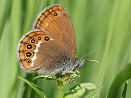 Attēlu rezultāti vaicājumam “Coenonympha hero underside”