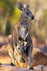 Eastern Wallaroos - Photo Picture Image