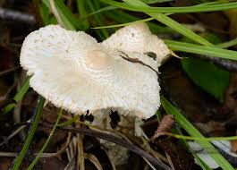 Attēlu rezultāti vaicājumam “Lepiota clypeolaria”