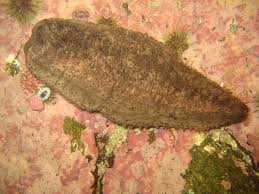 Image result for Cucumaria frondosa