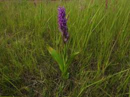 Attēlu rezultāti vaicājumam “Puccinia sessilis”