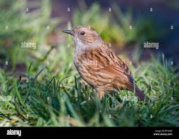 Attēlu rezultāti vaicājumam “Prunella modularis adult”