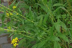 Attēlu rezultāti vaicājumam “Bunias orientalis flower”